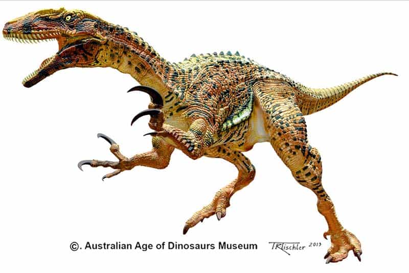 Australovenator 1 Australovenator