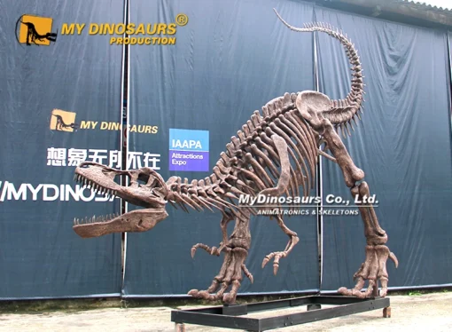 Unique Shape T.rex Skeleton Model