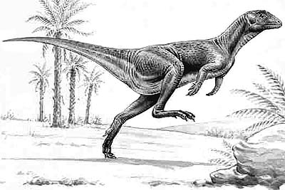 Heterodontosaurus 1 hetero