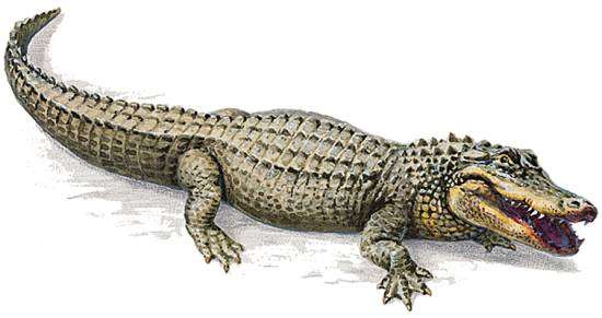 Alligator