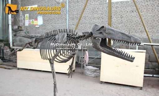 Ambulocetus skeleton 2