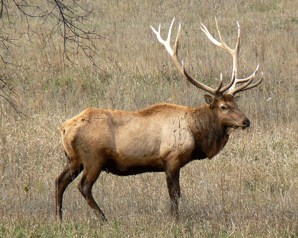 Elk 1 Elk