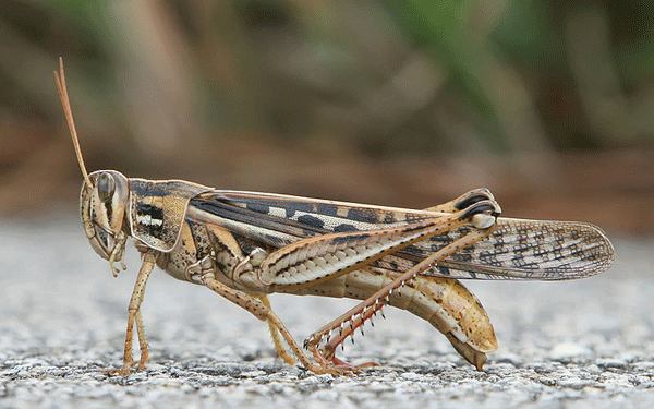 Grasshopper