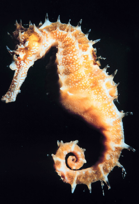 Hippocampus