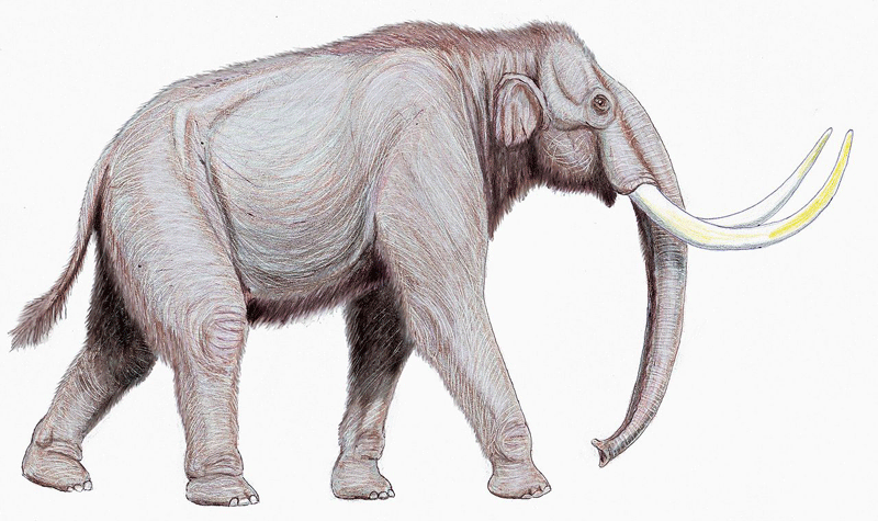 Mammuthus