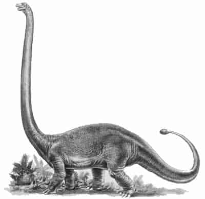 Omeisaurus 1 Omeisaurus