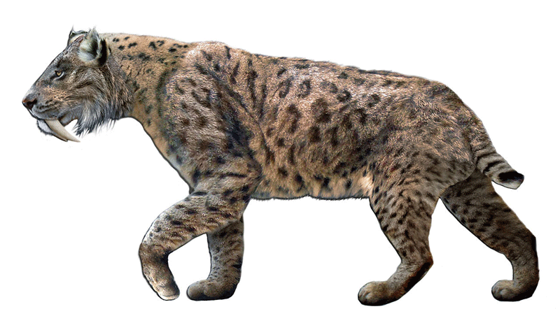 Machairodus 1 Smilodon
