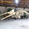 Sperm Whale Skeleton