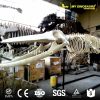 whale skeleton for sale