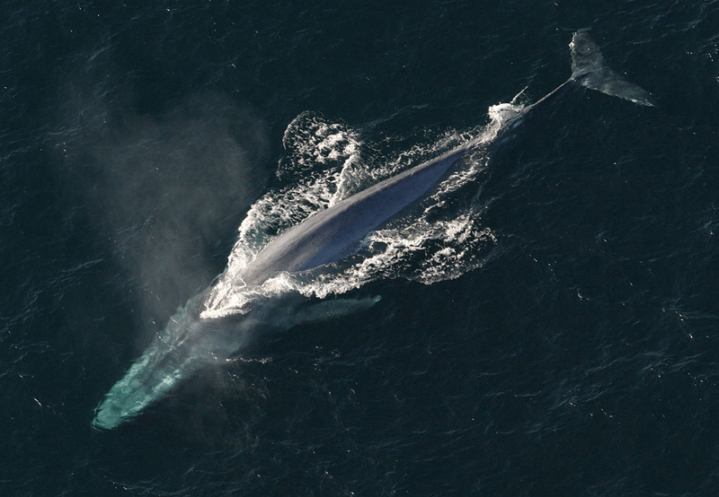 Sperm Whale 1 bluw-whale
