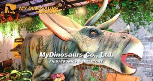 triceratops tobot