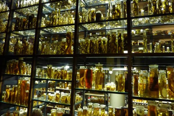 Museum für Naturkunde, The Largest German Natural History Museum 4 Museum für Naturkunde