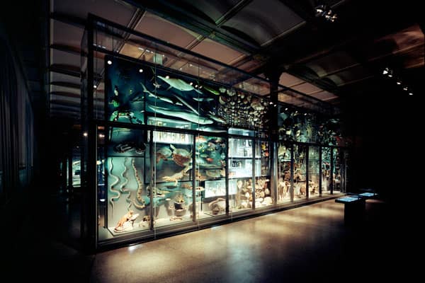 Museum für Naturkunde, The Largest German Natural History Museum 5 Museum für Naturkunde
