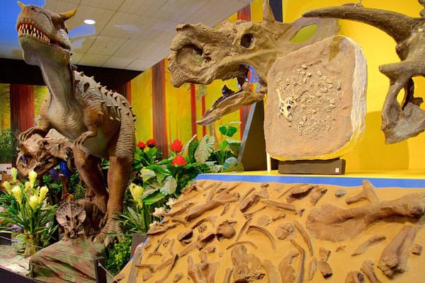 National Dinosaur Museum: the Largest Dinosaur Museum in Australia 1 National Dinosaur Museum