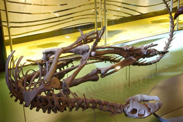The Australian Fossil and Mineral Museum in Bathurst 3 AFMM