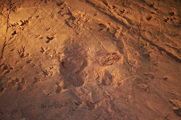Dinosaur Fossilized Footprints in the Lark Quarry Dinosaur Trackways 2 Lark Quarry Dinosaur Trackways