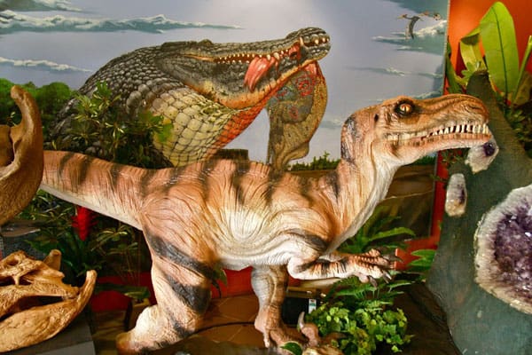 National Dinosaur Museum: the Largest Dinosaur Museum in Australia 2 National Dinosaur Museum