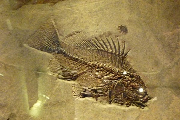 The Australian Fossil and Mineral Museum in Bathurst 2 AFMM
