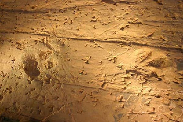 Dinosaur Fossilized Footprints in the Lark Quarry Dinosaur Trackways 4 Lark Quarry Dinosaur Trackways