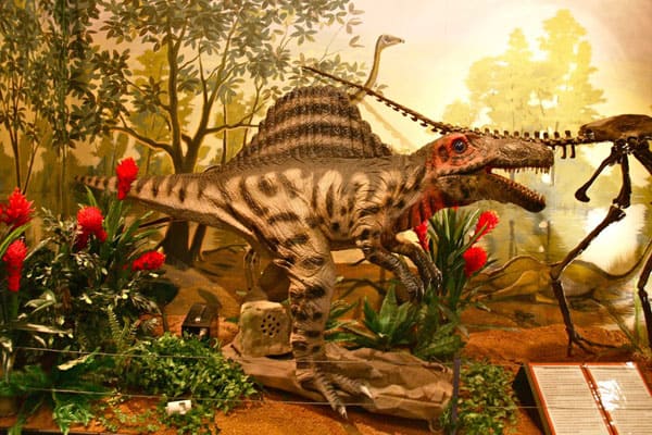 National Dinosaur Museum: the Largest Dinosaur Museum in Australia 3 National Dinosaur Museum