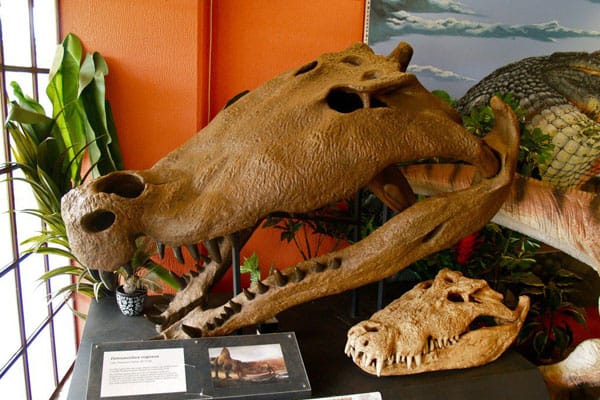 National Dinosaur Museum: the Largest Dinosaur Museum in Australia 4 National Dinosaur Museum