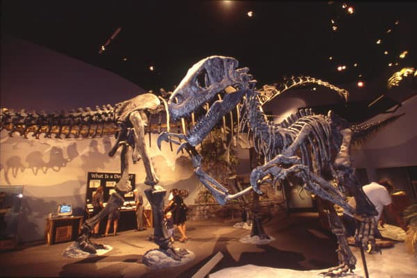 The Dinosaur Museum in Blanding, Utah 4 The Dinosaur Museum 4