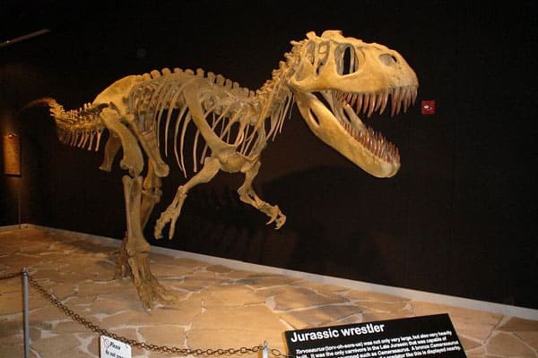 The Dinosaur Museum in Blanding, Utah 5 The Dinosaur Museum 5