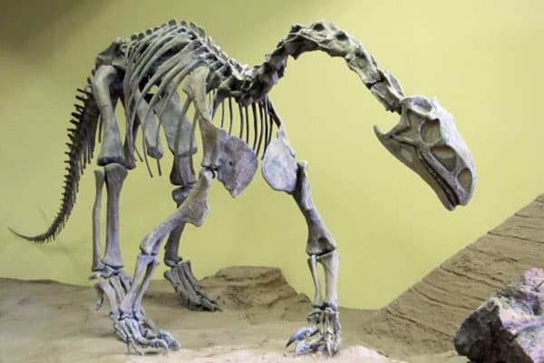 The Dinosaur Museum in Blanding, Utah 6 The Dinosaur Museum 7