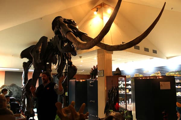 National Dinosaur Museum: the Largest Dinosaur Museum in Australia 5 National Dinosaur Museum