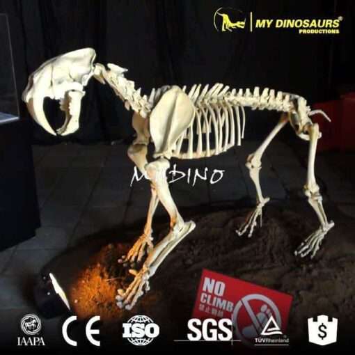 Saber-Toothed Tiger Skeleton