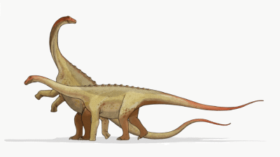 Saltasaurus dinosaur