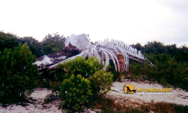 Customize Your Movie Props 2 Whale skeleton