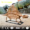 Dimetrodon Skeleton