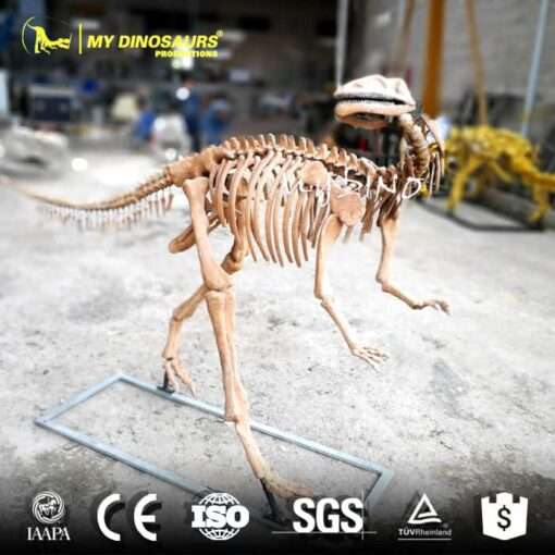 DS-051 Dinosaur Skeleton Yandusaurus Fossil Sculpture for Sale 2 Yandusaurus Skeleton Replica