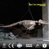 Dolphin skeleton