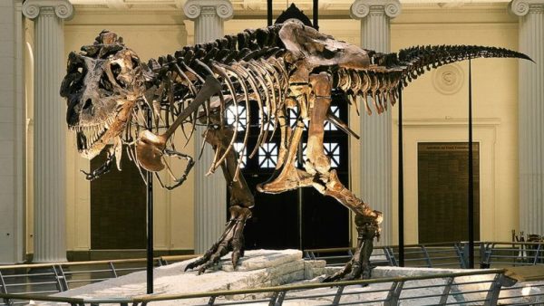 http i2.cdn.cnn.comcnnnextdamassets150615095540 dino museums 2015 chicago super 169