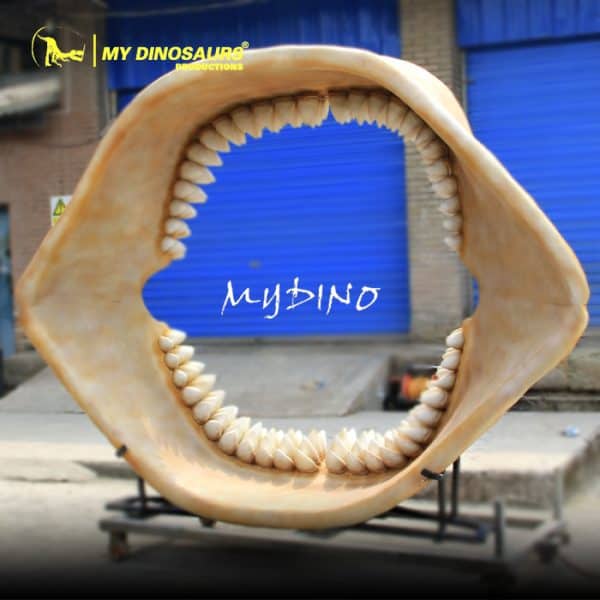 Megalodon Shark Jaw Skeleton for Sale 5 Megalodon Jaw Fossil 1