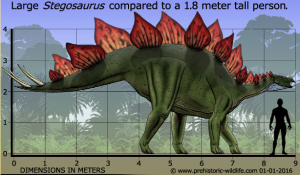 How to Pick Up the Dinosaur for Your Dinosaur Park 5 Stegosaurus