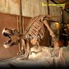 T REX SKELETON 1