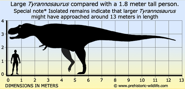 How to Pick Up the Dinosaur for Your Dinosaur Park 1 Tyrannosaurus Rex