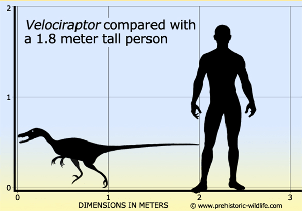 How to Pick Up the Dinosaur for Your Dinosaur Park 2 Velociraptor