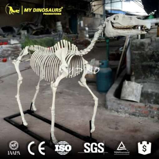 DS-139 Museum Replica Life Size Hipparion Skeleton 1 Hipparion Skeleton 1
