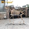 Three-toed Horse Skeleton