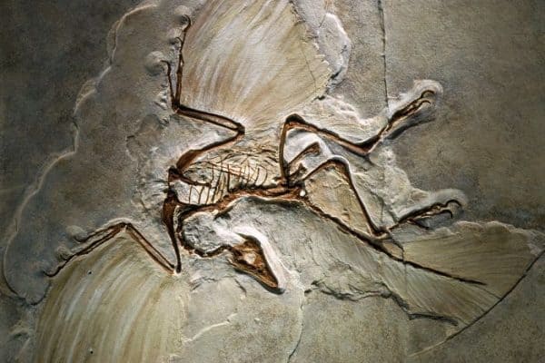 3 Archeopteryx fossils
