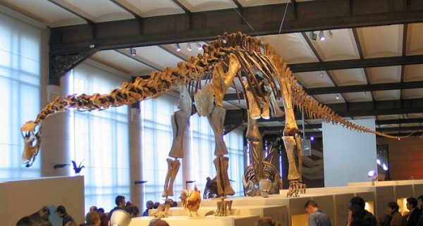 5 Diplodocus