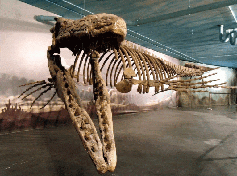 Mosasaurus skeleton