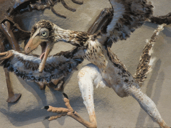 Dinosaurs with Feathers: The Trek from Theropods to Modern Birds 1 feathered dinosaur