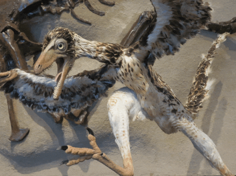 Dinosaurs with Feathers: The Trek from Theropods to Modern Birds 1 feathered dinosaur