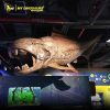 Dunkleosteus 1