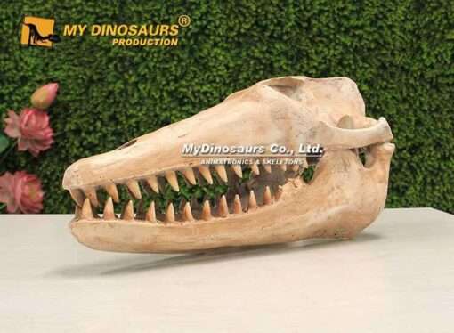 Pakicetus Skull 2
